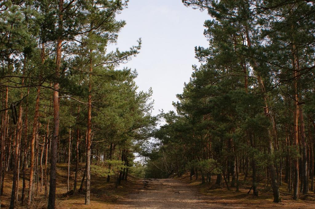 Arkodes * Gdańsk